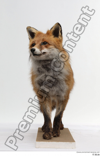 Red fox whole body 0003.jpg